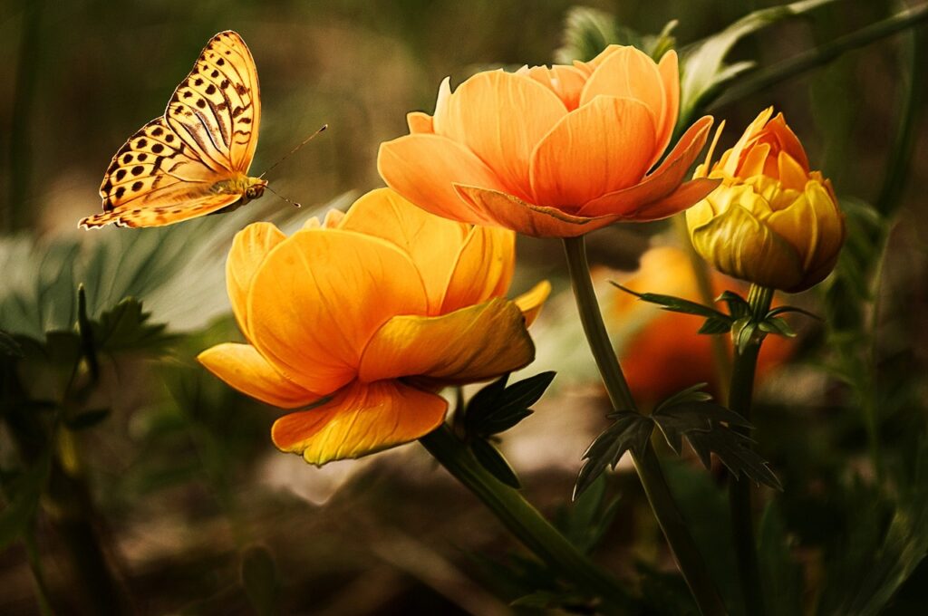 Schmetterling saugt Nektar aus einer schoenen Pflanze Nützliches und hilfreiches Pflanzenwissen