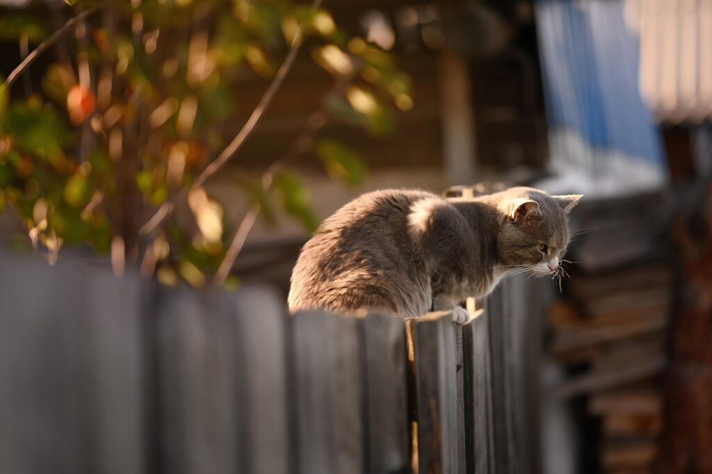 niedliche Katze sitzt auf Zaun Wohnraum sinnvoll abgrenzen Praktische Lösungen für Alltag und Außenbereiche